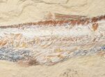 Viper Fish (Prionolepis) Fossil - Lebanon #16449-2